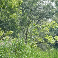 Parc de la Rivière-aux-Pins - Brossard