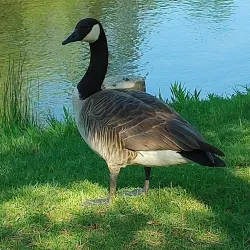 Parc Michel-Chartrand - Brossard