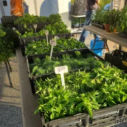 Burlington Farmers' Market - Burlington