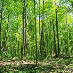 Mount Nemo Conservation Area - Burlington