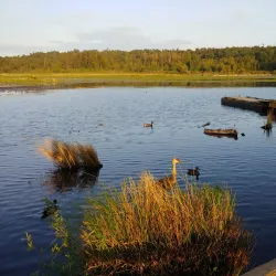 Burnaby Lake Regional Park - Burnaby