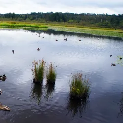 Burnaby Lake Regional Park - Burnaby