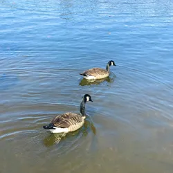 Burnaby Lake Regional Park - Burnaby