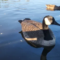 Burnaby Lake Regional Park - Burnaby