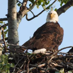 Burns Lake Golf Course - Burns Lake