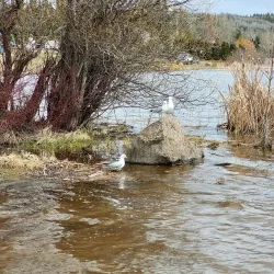 Burns Lake Provincial Park - Burns Lake