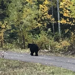 Morice River - Burns Lake