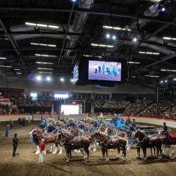Calgary Stampede Grounds - Calgary