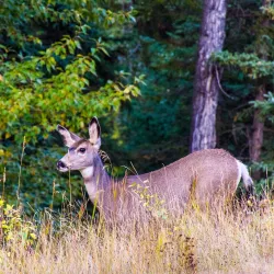 Fish Creek Provincial Park - Calgary