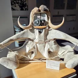 Arctic Wildlife Viewing - Cambridge Bay