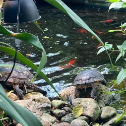Cambridge Butterfly Conservatory - Cambridge