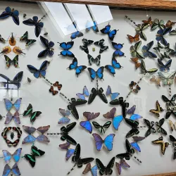 Cambridge Butterfly Conservatory - Cambridge