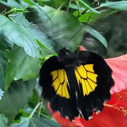 Cambridge Butterfly Conservatory - Cambridge