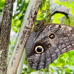 Cambridge Butterfly Conservatory - Cambridge