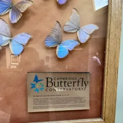 Cambridge Butterfly Conservatory - Cambridge