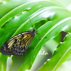 Cambridge Butterfly Conservatory - Cambridge