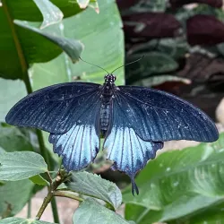Cambridge Butterfly Conservatory - Cambridge