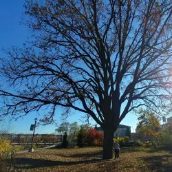 Cambridge Sculpture Garden - Cambridge