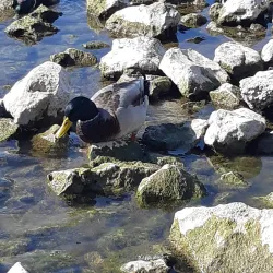 Mill Race Park - Cambridge