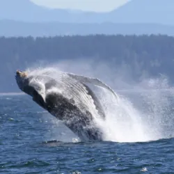 Campbell River Whale Watching - Campbell River