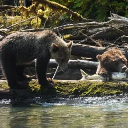 Campbell River Whale Watching - Campbell River