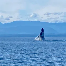 Campbell River Whale Watching - Campbell River