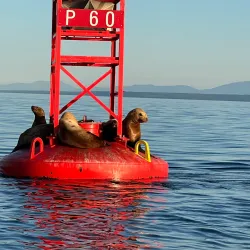 Campbell River Whale Watching - Campbell River