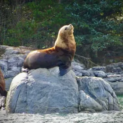 Campbell River Whale Watching - Campbell River