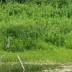 Restigouche River - Campbellton