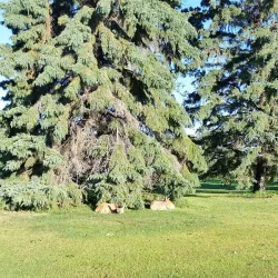 Camrose Golf Club - Camrose