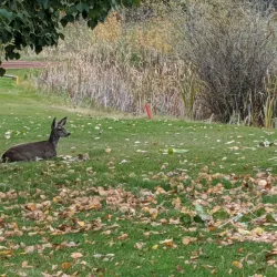 Camrose Golf Club - Camrose