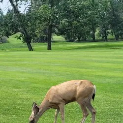Camrose Golf Club - Camrose