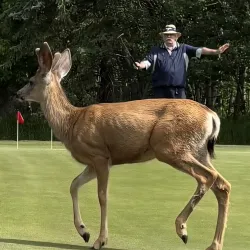 Camrose Golf Club - Camrose