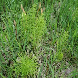 Columbia River Skywalk - Castlegar