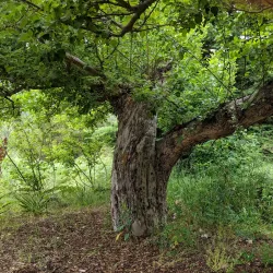 Kootenay Gallery - Castlegar
