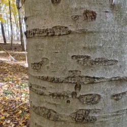 Ridgetown Conservation Area - Chatham-Kent