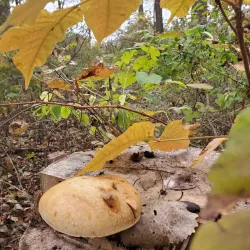 Thamesville Conservation Area - Chatham-Kent