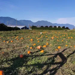 Chilliwack Corn Maze - Chilliwack