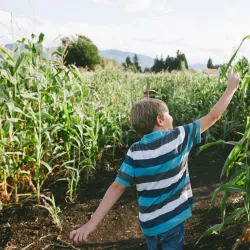 Chilliwack Corn Maze - Chilliwack