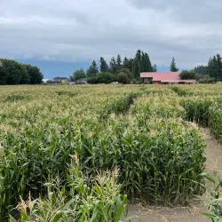 Chilliwack Corn Maze - Chilliwack