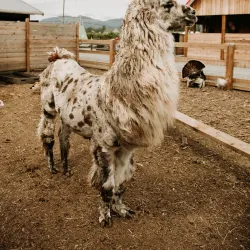 Chilliwack Corn Maze - Chilliwack