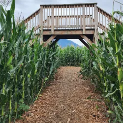 Chilliwack Corn Maze - Chilliwack