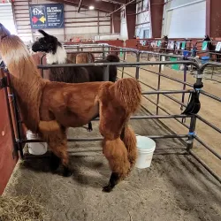 Chilliwack Fairgrounds - Chilliwack