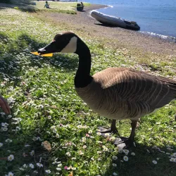 Cultus Lake Provincial Park - Chilliwack