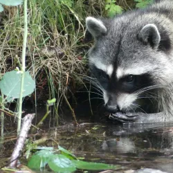 Cultus Lake Provincial Park - Chilliwack