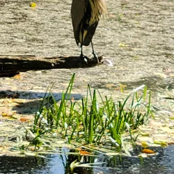 Great Blue Heron Nature Reserve - Chilliwack