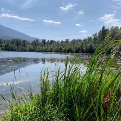 Great Blue Heron Nature Reserve - Chilliwack