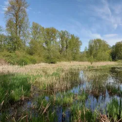 Great Blue Heron Nature Reserve - Chilliwack