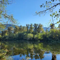 Great Blue Heron Nature Reserve - Chilliwack