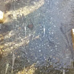 Vedder River Rotary Trail - Chilliwack